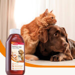 Salmon Oil for Dog