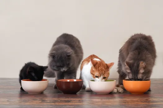 best kitten food